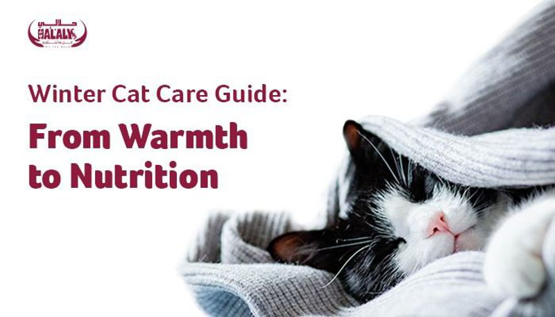 Winter Cat Care Guide: From Warmth to Nutrition